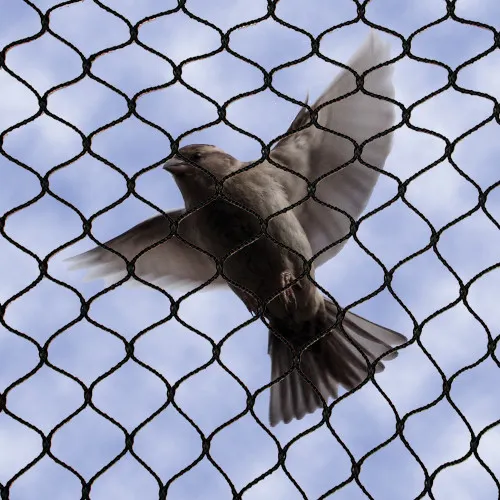 Morya Bird Netting service